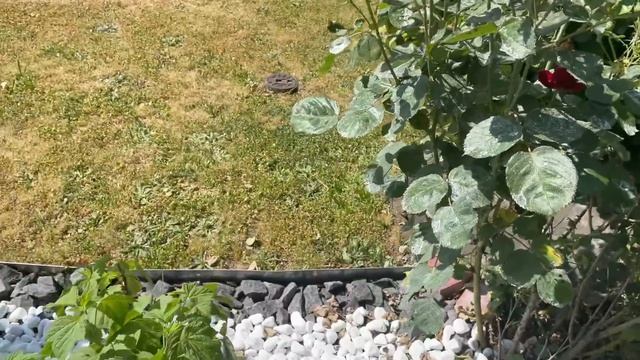 Наши выходные,средство от тли,как долго живут розы?встретила сына,испугал,кафе мороженое,спектакль?