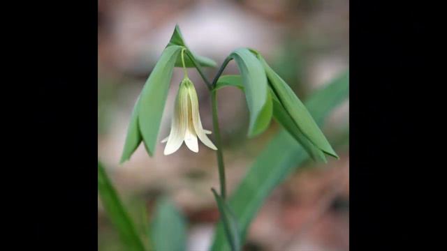 #Увулярия #Uvularia #Урсиния #Ursinia Garden flowers206 Декоративные растения смотреть онлайн