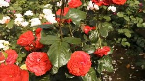 #роза Самарканда