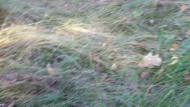 Осенние грибы Шампиньоны где искать как вырастить в домашних условиях смотреть онлайн