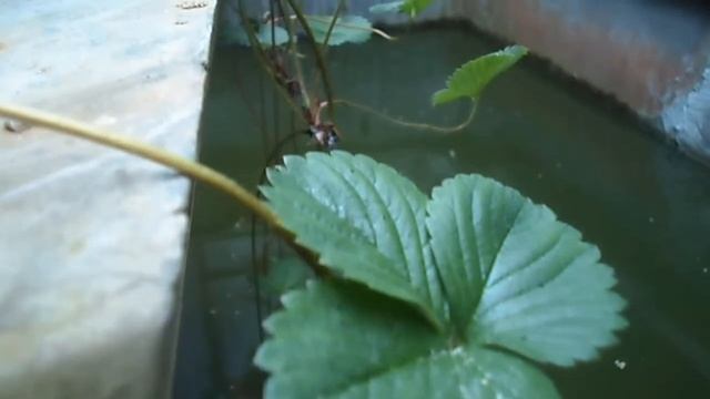 Video Cinematic Hasil Kamera Samsung ST76 HD_Video Tanaman Buah Strawberry?_No ST78 or ST75 смотреть онлайн
