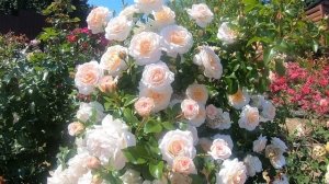 Розы группы шраб. Schloss Eutin (Шлосс Ойтин)