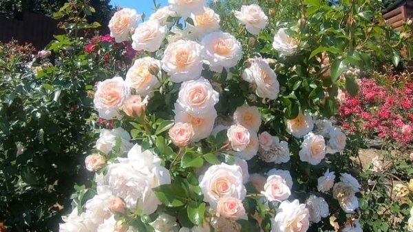 Розы группы шраб. Schloss Eutin (Шлосс Ойтин)