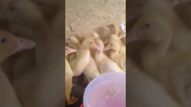 Утка Стар 53 во 2 поколении французская линия от17 года 10 дней смотреть онлайн