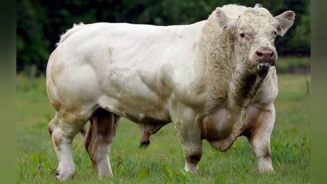 БЕЛЬГИЙСКАЯ ПОРОДА КОРОВ. ВСЕ О ПОРОДЕ!!!