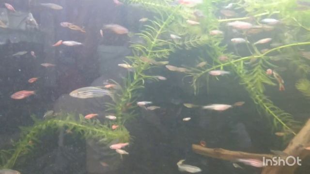 Подводное царство