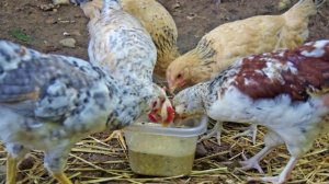Можно ли давать курам ячмень