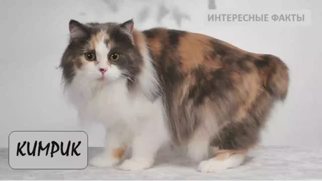 Кимрик. Важные особенности смотреть онлайн