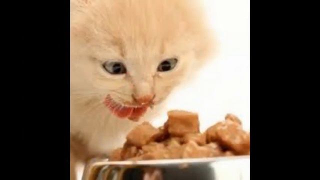 вредные корма для кошек