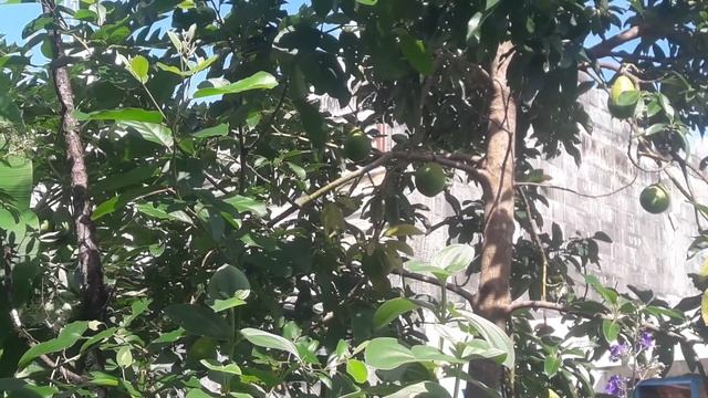 Как растет авокадо МАВРИКИЙ avocado tree смотреть онлайн