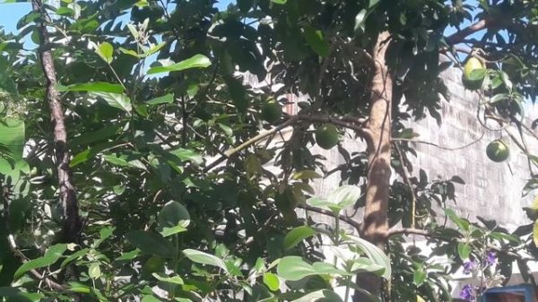 Как растет авокадо МАВРИКИЙ avocado tree