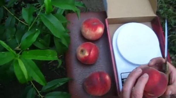 персик Фиделия fidelia сигналки 2020р