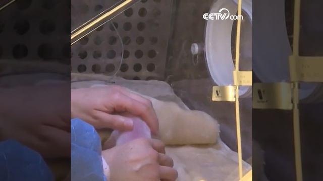 В Чэнду появилось на свет первое в этом году потомство большой панды, живущей в неволе смотреть онлайн
