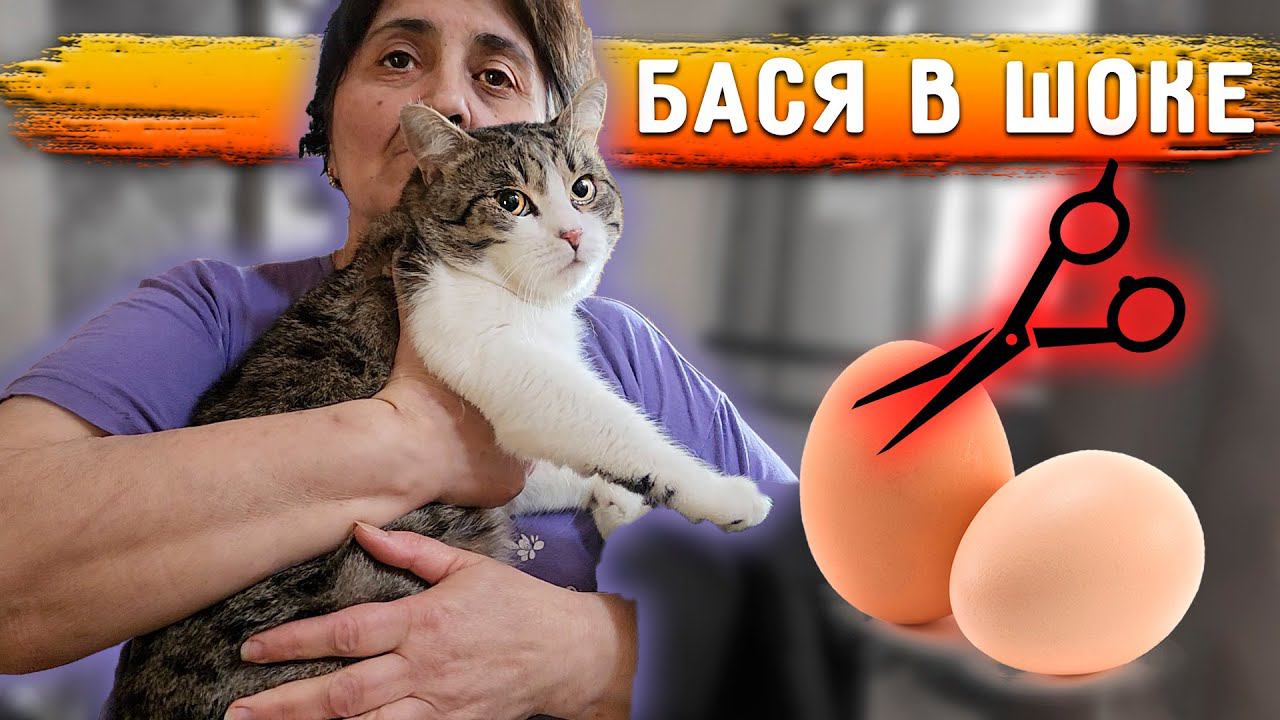 Кастрировали Басю и Рея. Кузя полностью выздоровел, вакцинируем. смотреть онлайн