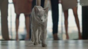 Sheba - Реклама 2020