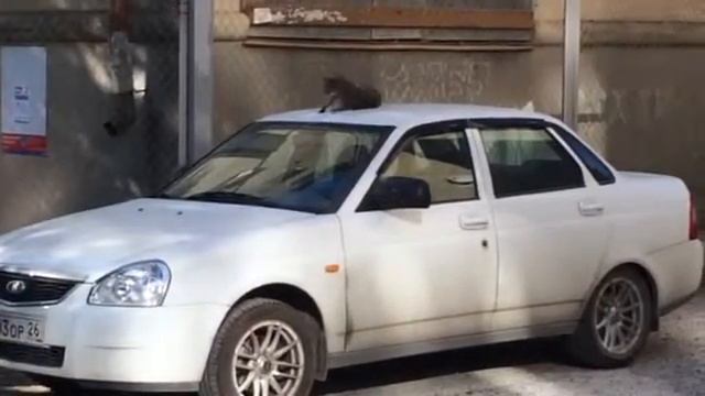 Утро. Антенна. Кот. смотреть онлайн