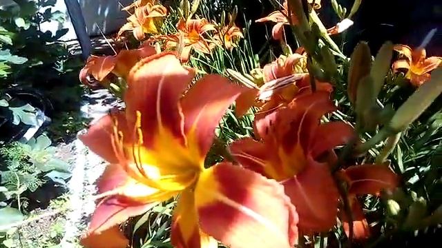 Лилейник или Красоднев. смотреть онлайн