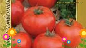 Томат обыкновенный Дубрава. Краткий обзор, описание характеристик, где купить семена Dubrava