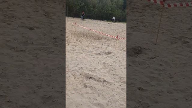 День добермана и кане корсо. Тюмень смотреть онлайн