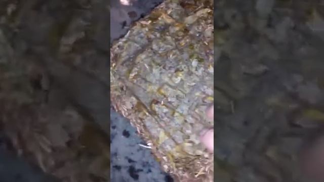 Как легко размельчить калмыкский чай, при помощи микроволновки или любой печки???? смотреть онлайн