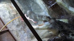 Ялтинский Крокодиляриум