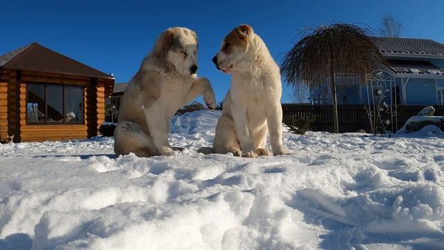 Как быстро уложить щенков спать ? || Алабай уговаривает поспать ? || Dog || Puppies || смотреть онлайн