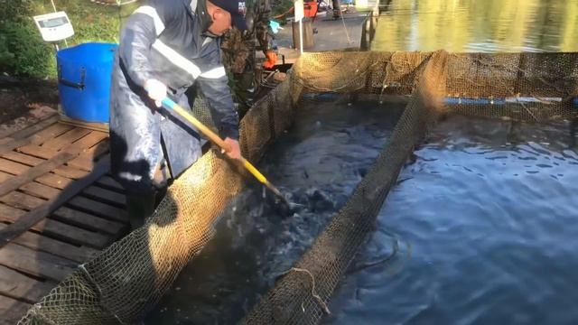 26.09.2018 ежедневное зарыбление и утренний клев смотреть онлайн