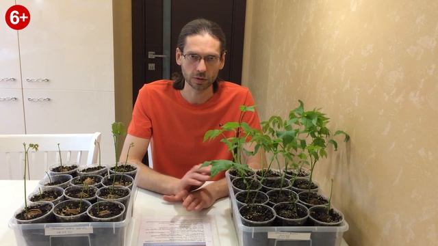Купить саженцы Грецкого ореха. Гибриды ГС 86 5, ГС 85 3. Отличные гибриды для Нижегородской области смотреть онлайн