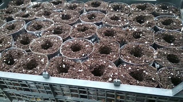 Виола Mammoth из самосева ? Пикировка капусты ☘️ есть пострадавшие ?? смотреть онлайн