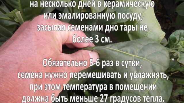 Выращивание табака. Бизнес идея смотреть онлайн