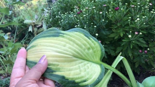 Limelight, bobo, quickfire, sweet summer and vanilla strawberry hydrangea tour on 13th Sept 2021 смотреть онлайн