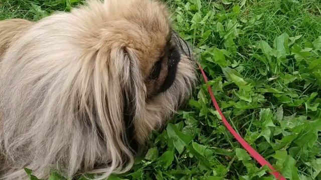 Я НА ТРАВКЕ ПОЛЕЖУ И БЕЗ МАМЫ МОГУ ПОГУЛЯТЬ . смотреть онлайн