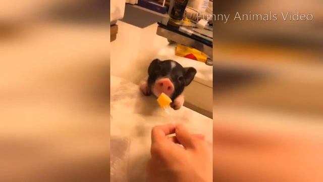 Very Cute and Funny Pets 🐶🐱 Try not to smile 😊 Очень Милые и Смешные животные 🐶🐱 Улыбайся 😊 смотреть онлайн