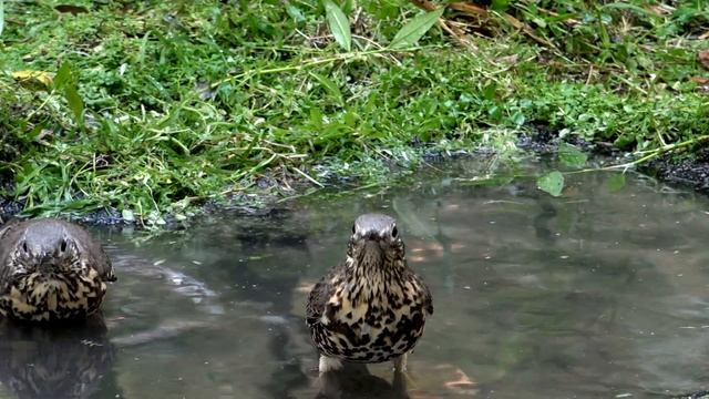 Семья дроздов купаются Дрозд - деряба Turdus viscivorus как купаются дрозды/ как выглядит дрозды? смотреть онлайн