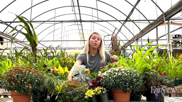 Fall Plants to Pair with Mums | Fairview Garden Center смотреть онлайн