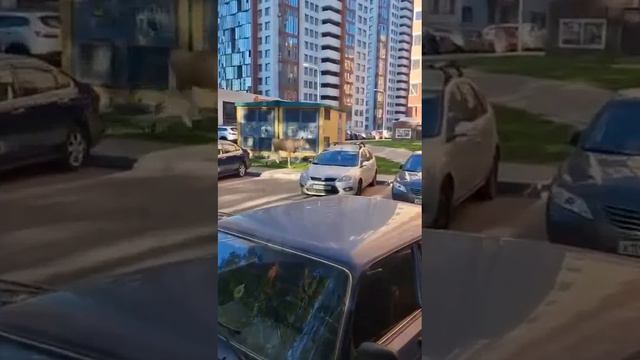 Утренняя пробежка лося в одном из ЖК Балашихи. смотреть онлайн
