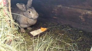 Как правильно и чем кормить кроликов зимой. Дедушкин способ