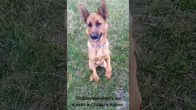 Немецкая овчарка которая взорвала Интернет смотреть онлайн