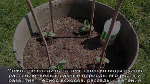 Как поливать огурцы в открытом грунте