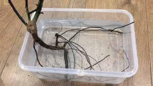 Роза из коробки | что же вырастет | посадка в горшок