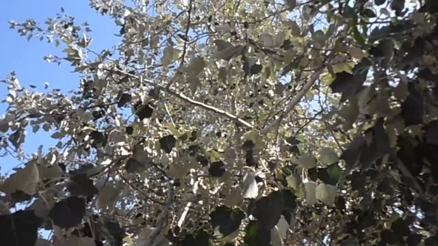 ÁLAMO BLANCO: Populus alba (www.riomoros.com) смотреть онлайн