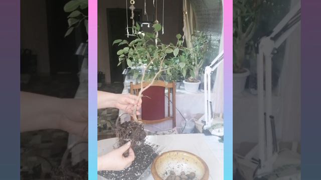 Стрижка и пересадка фикуса (бонсай) смотреть онлайн
