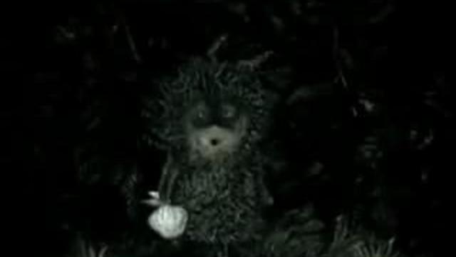 Ежик в Тумане - Трейлер смотреть онлайн