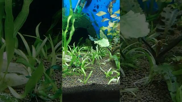 Правила посадки растений в грунт. Rules for planting plants in the ground смотреть онлайн