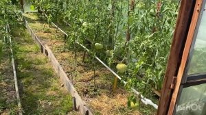 Автополив для теплицы своими руками. Работает по WI-FI.