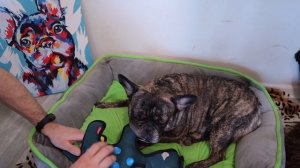 Секрет ВОСПИТАНИЯ французского бульдога, который не расскажут ЗАВОДЧИКИ