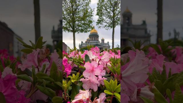 Фестиваль цветов в Санкт-Петербурге🌸😍Beautiful flowers #санктпетербург #beautiful #saintpetersburg смотреть онлайн