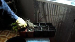 Лук батун , зелёные витамины на подоконнике