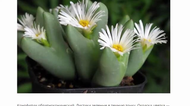 Живые камни, посадка и уход смотреть онлайн