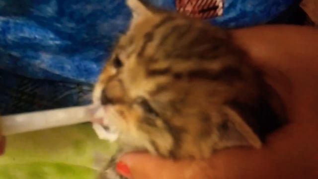 Как НАКОРМИТЬ маленького ,грудного котенка! смотреть онлайн